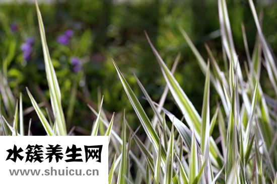 锦里沟怎么走