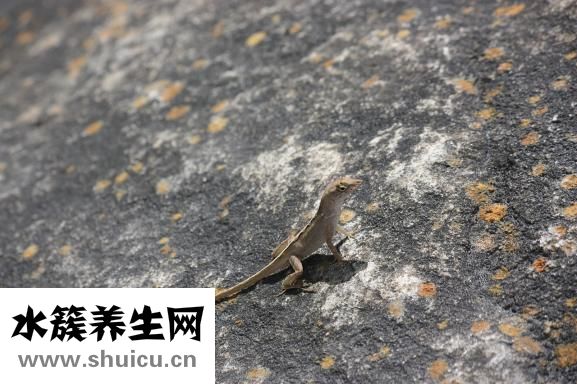 野生壁虎怎么养
