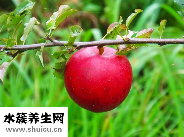 亚当与夏娃怎么玩