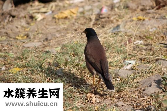 鸽子怎么杀有营养