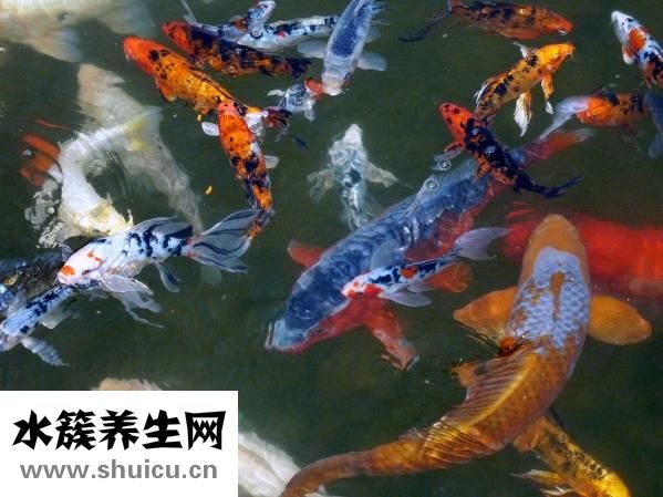 锦鲤肚子大怎么回事