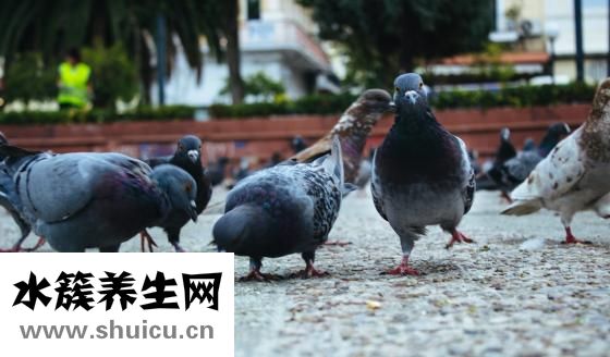 鸽子怎么吃有营养？注意事项一次性别吃太多