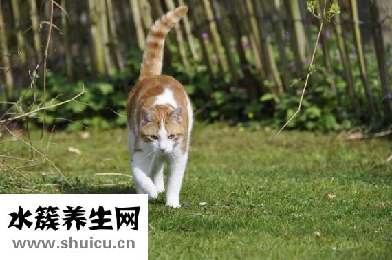 兔子要怎么摸