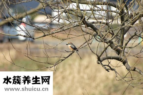 野生壁虎怎么养