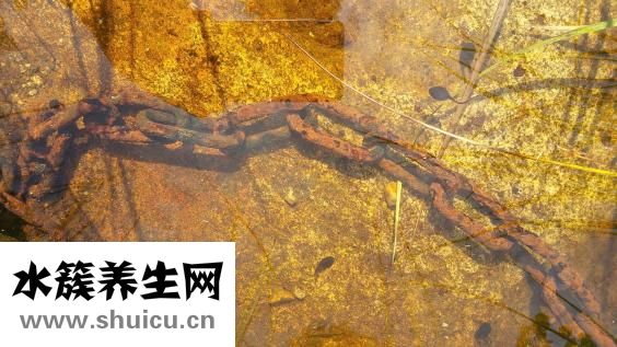 鱼缸有水螅怎么处理