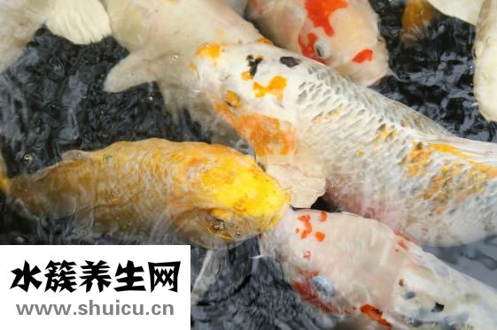 锦鲤肚子大怎么回事？可能是消化不良或炎症所致
