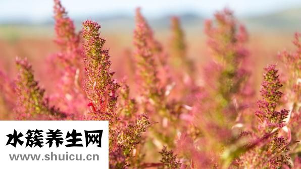野菜煮汤怎么做
