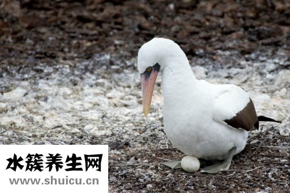 单面荷包蛋怎么煎