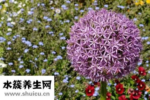 铁皮石斛怎么采收
