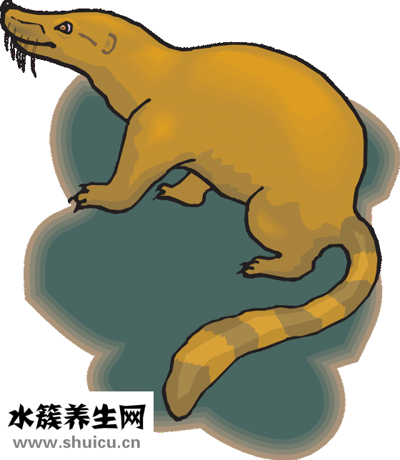 鹿尾巴怎么