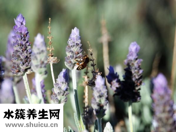 额头长油脂粒怎么办