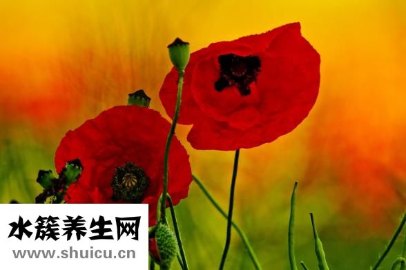 内向骂不过怎么办