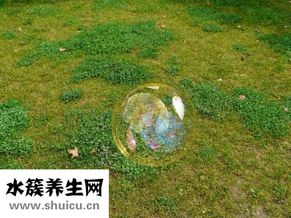 人头蜂蛰着手怎么办