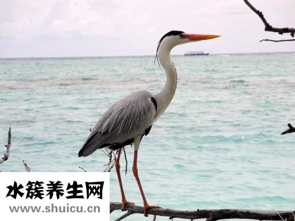 鳗鱼怎么做给宝宝吃