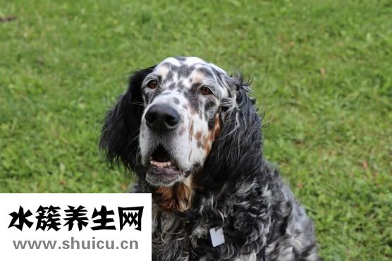 问道宠物怎么加抗性
