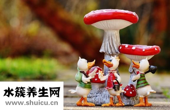 冬天白糖怎么给蜂吃