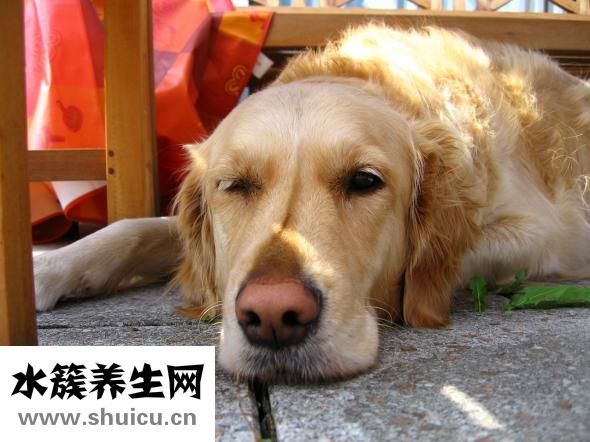 金毛很凶怎么办