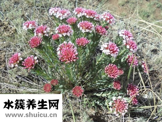 黄土汤怎么配