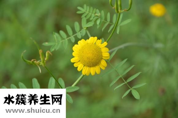 鼻梁骨宽大怎么办