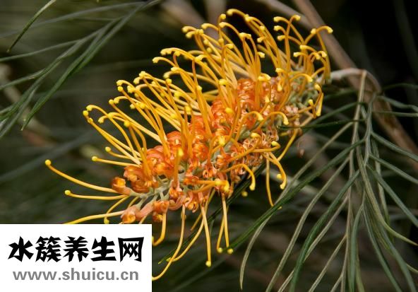 冬天白糖怎么给蜂吃