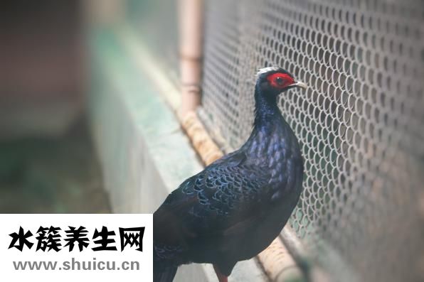 野鸡头怎么吃