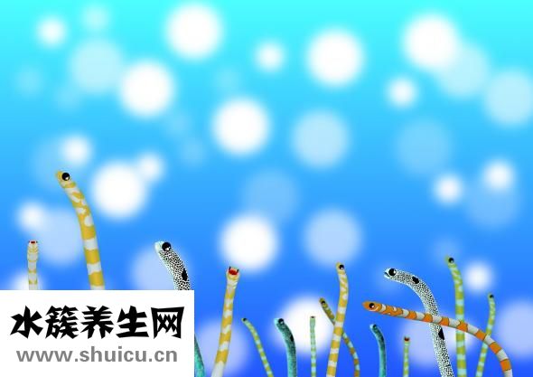 鳗鱼怎么做给宝宝吃