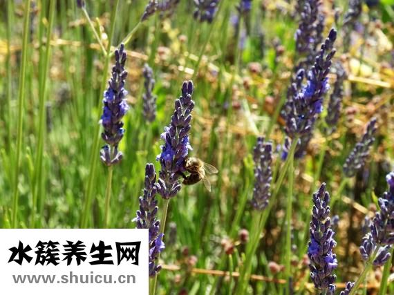 冬天白糖怎么给蜂吃