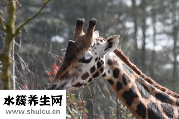 野生动物怎么吃