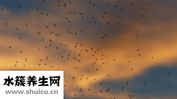 人头蜂蛰着手怎么办