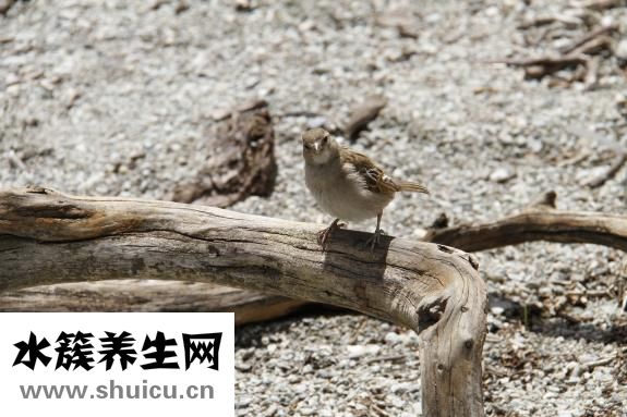 金鱼一般怎么吃饭