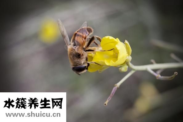 协和特需号怎么挂