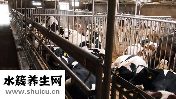 黄牛怎么抢挂号的