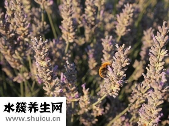 额头长油脂粒怎么办