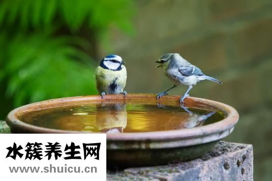 右耳突然耳鸣怎么办