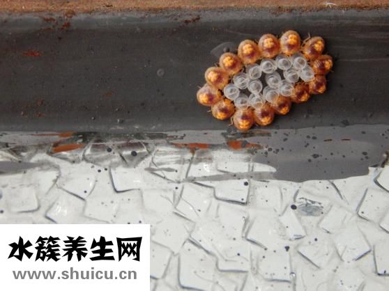 单面荷包蛋怎么煎