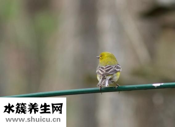 金鱼一般怎么吃饭