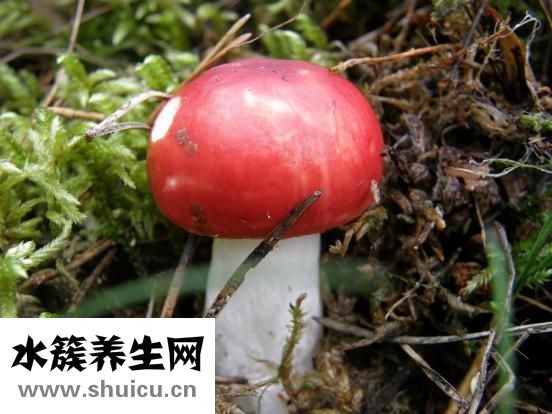 蜂蜜和鸡蛋一起泡可能会加速人体免疫力