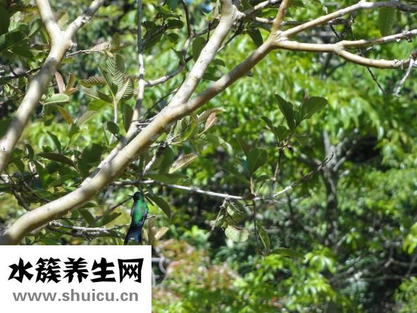 黑山羊拉肚子怎么办