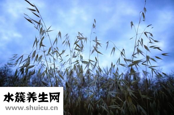 鹅肝怎么做好吃法