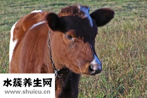 香螺怎么养殖