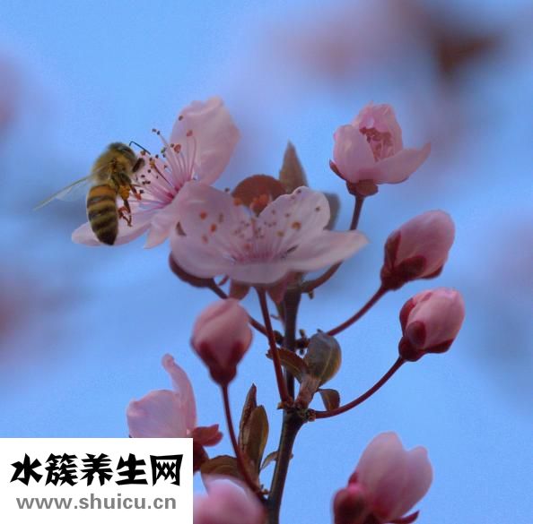 冬天白糖怎么给蜂吃