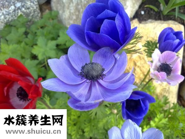 铁皮石斛怎么采收