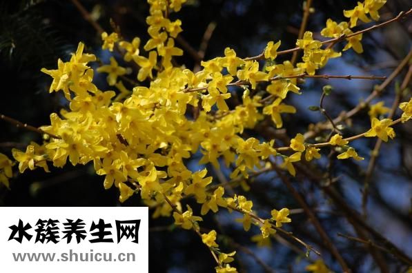 鱼磷病怎么治疗