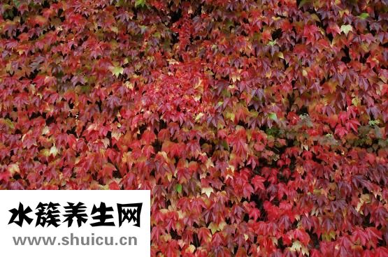 鳝鱼在家里怎么杀