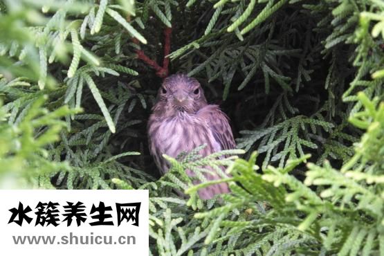 颈椎空洞症怎么治疗