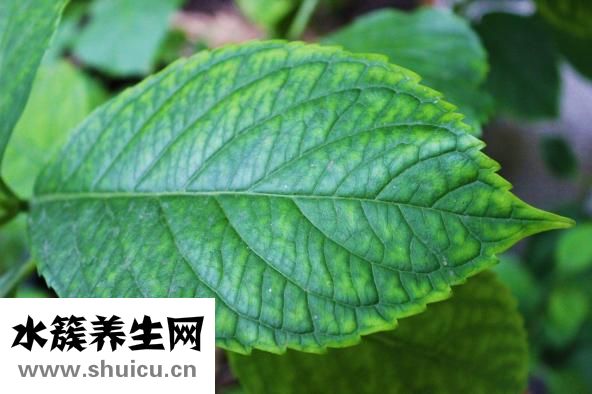 叶子枯萎怎么办
