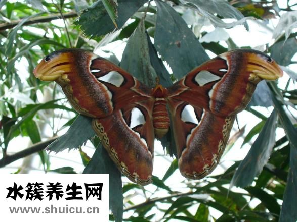 黑鱼怎么钓好钓