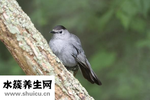 金鱼一般怎么吃饭