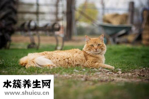 鳖血太多怎么保存