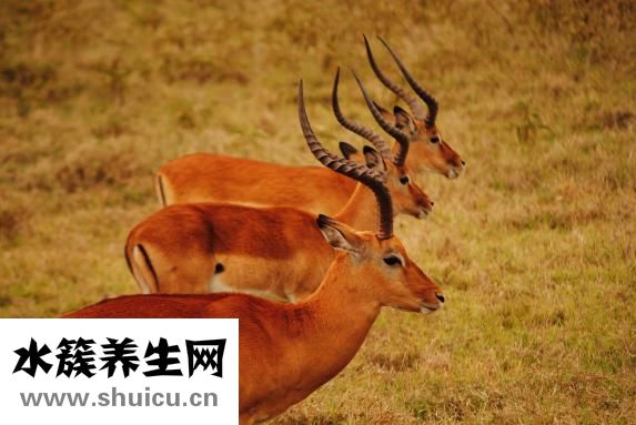 鹿茸怎么分辨好坏